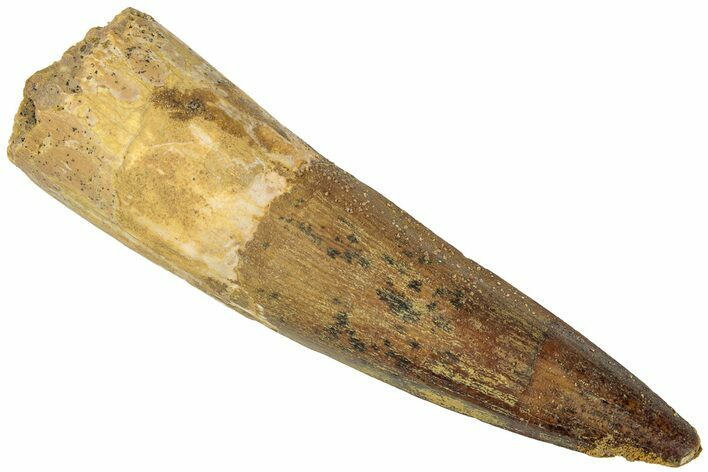 Fossil Spinosaurus Tooth - Real Dinosaur Tooth #311793